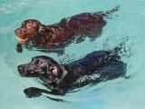 Water Dogs