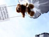 Teddy Bear Protest